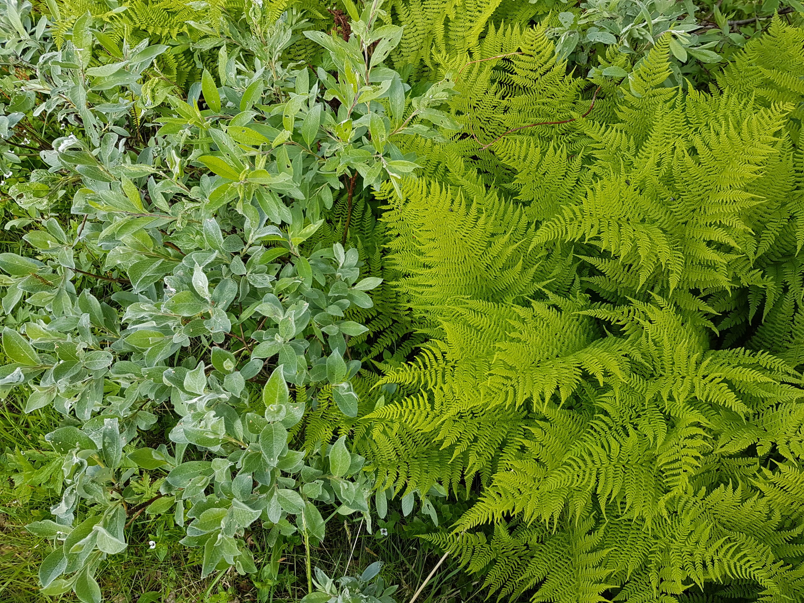 O nobilissima viriditas