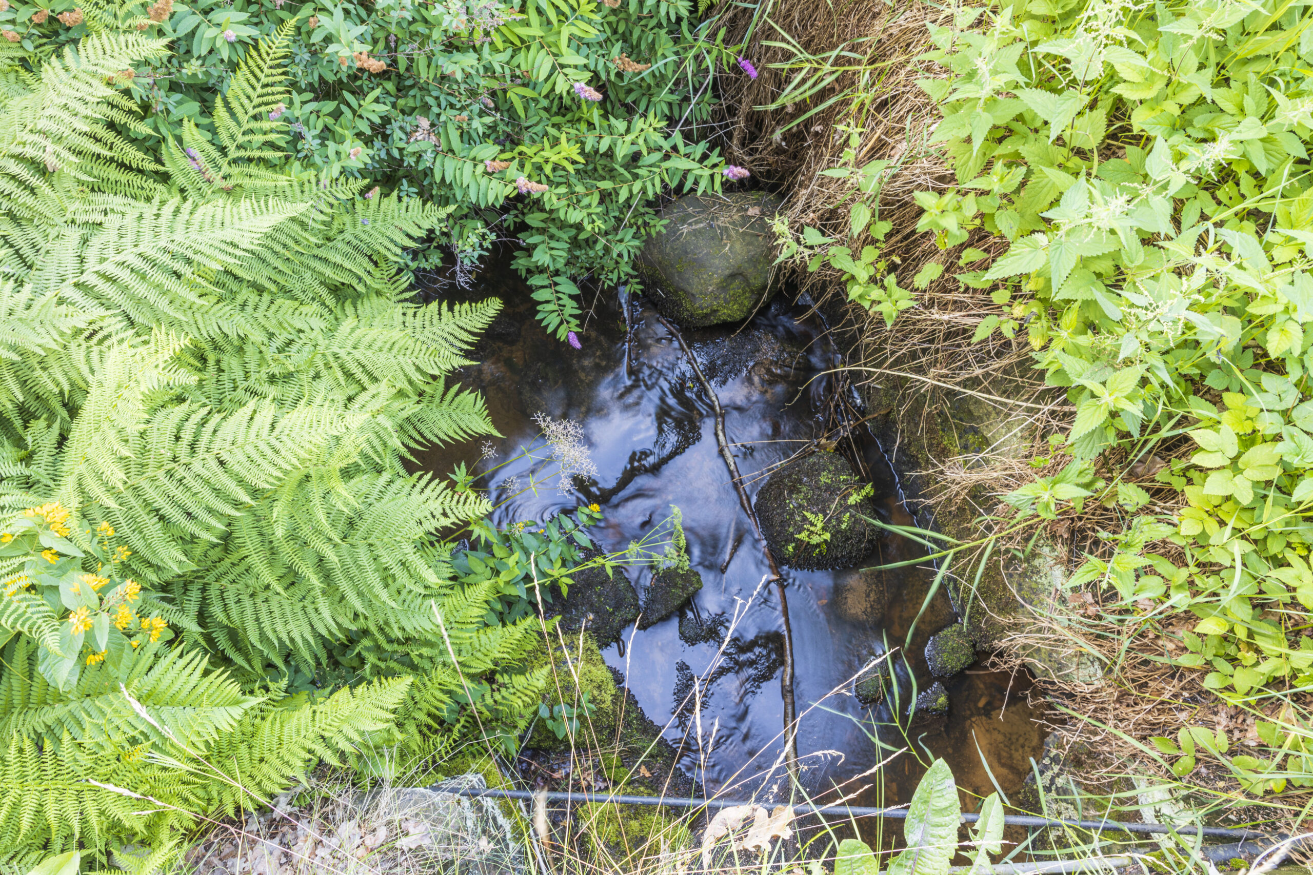 Här en källa rinner