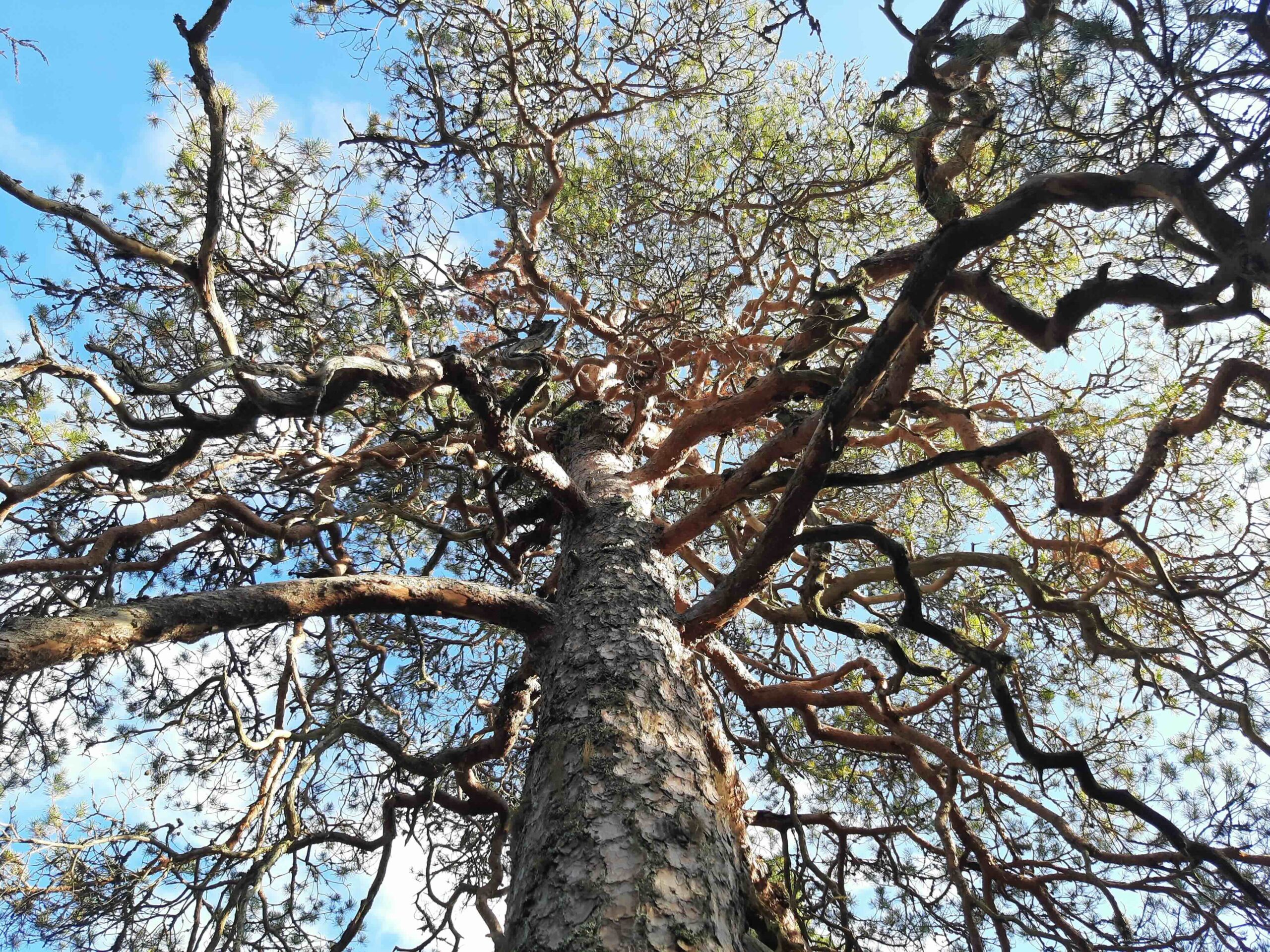 Standing Like a Tree